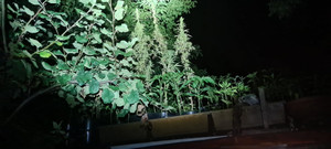 Na zdjęciu widoczne krzewy konopi.